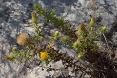 Chiliadenus glutinosus