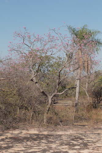 Handroanthus abayoy (Bureau & K.Schum.) Mattos 3