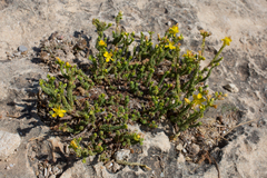 Hypericum ericoides