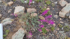 Oxytropis coerulea