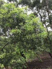 Acacia confusa