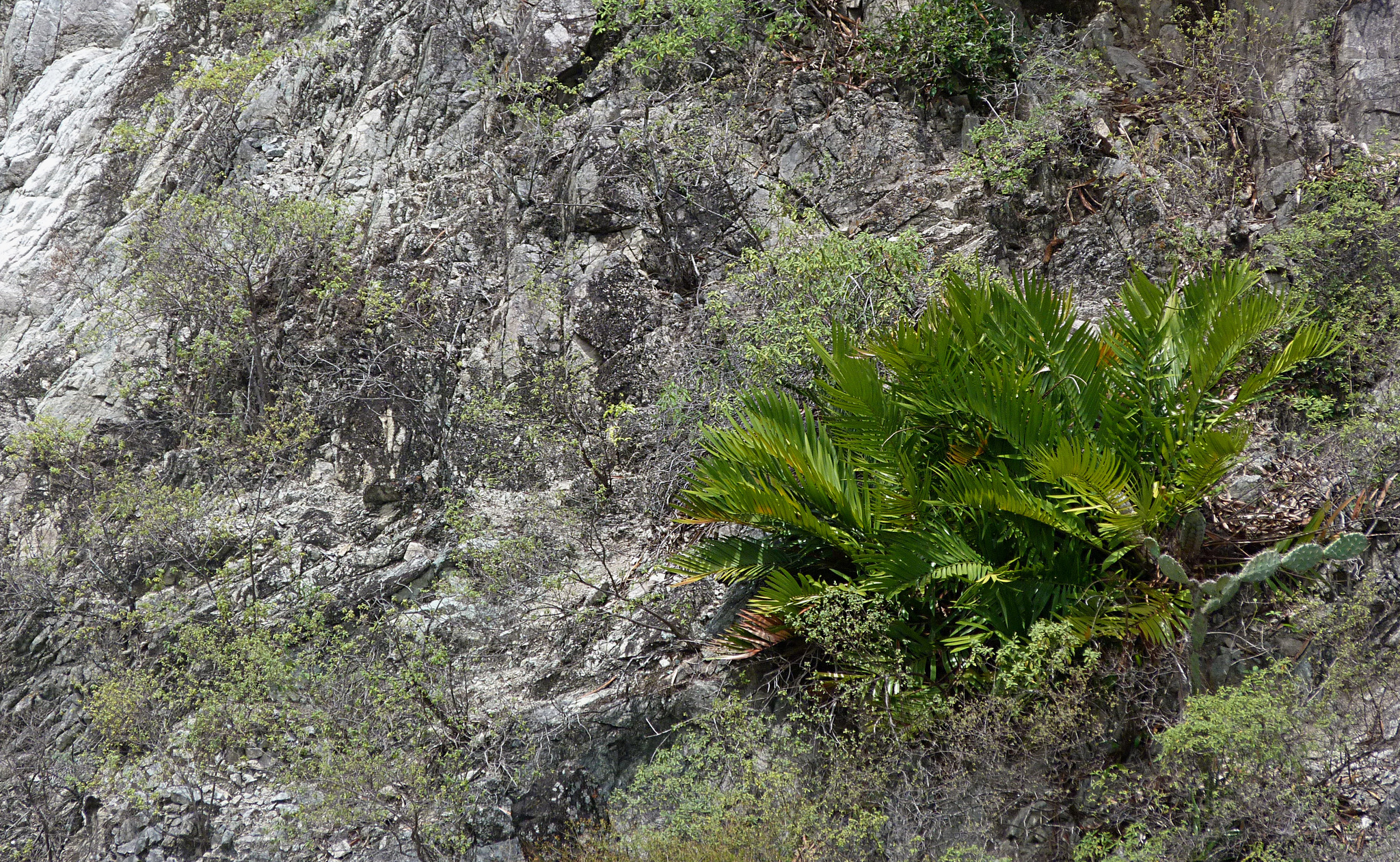 Zamia encephalartoides