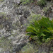Zamia encephalartoides - Photo 由 ivanlau 所上傳的 (c) ivanlau，保留部份權利CC BY-NC