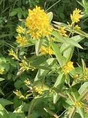 Lysimachia