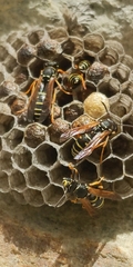 Polistes albellus