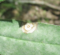 Septoria kaznowskii