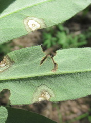 Septoria kaznowskii