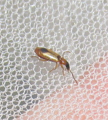 Demetrias monostigma