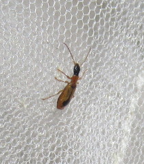 Demetrias monostigma