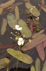 Sagittaria natans