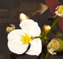 Sagittaria natans
