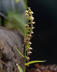 Epipactis helleborine
