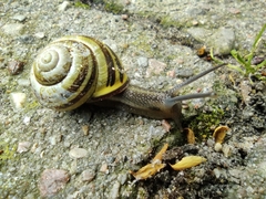 Cepaea nemoralis