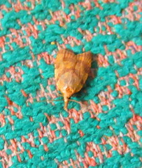 Sparganothis pilleriana