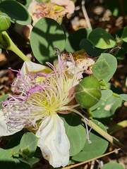 Capparis sicula
