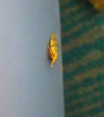 Sparganothis pilleriana