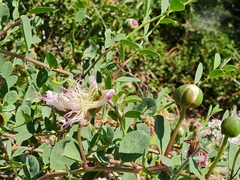 Capparis sicula
