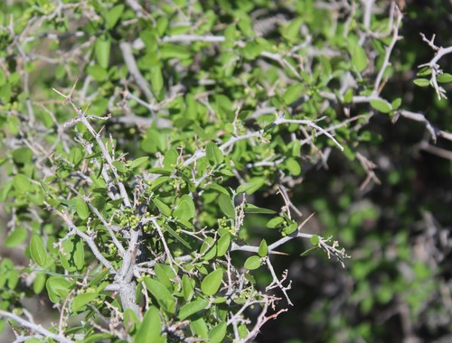 spiny hackberry