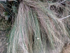 Poa astonii