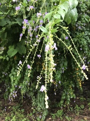 Duranta erecta