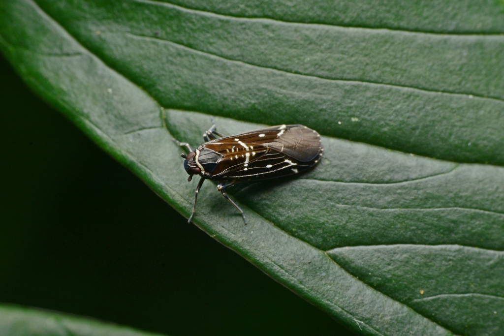 Plectoderoides