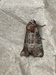Mesoligia literosa