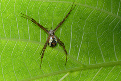 Argiope perforata