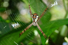 Argiope perforata