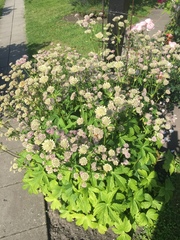 Astrantia