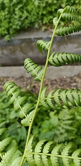 Phegopteridoideae
