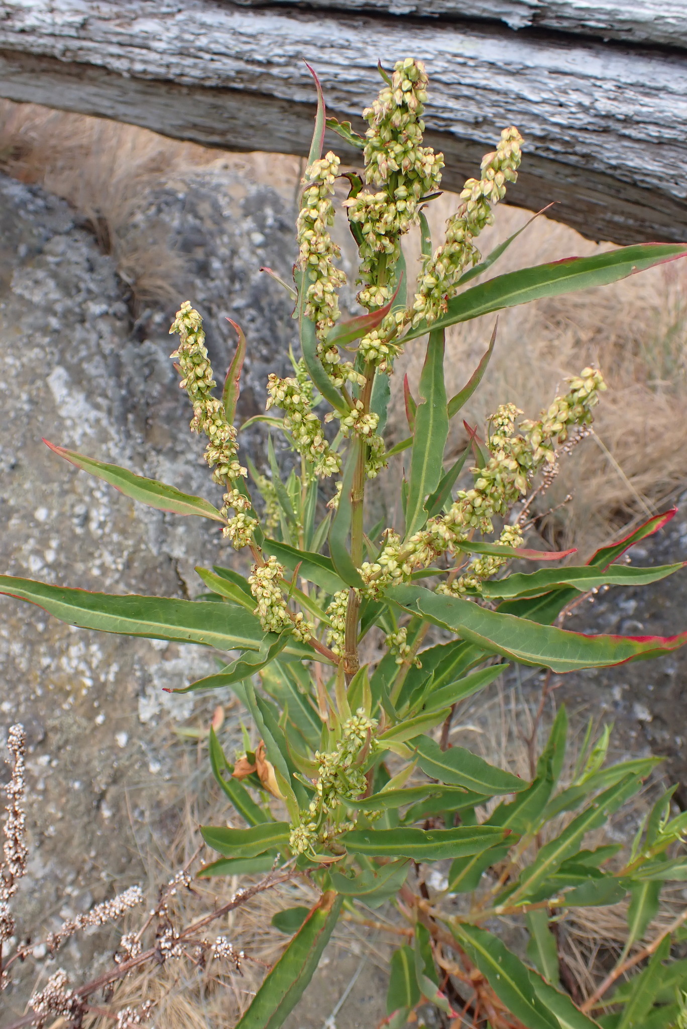 Rumex transitorius