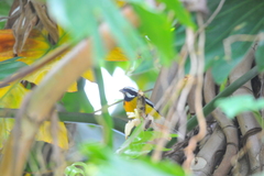 Spindalis nigricephala