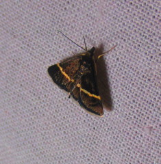 Pyrausta rectefascialis