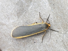 Eilema lurideola