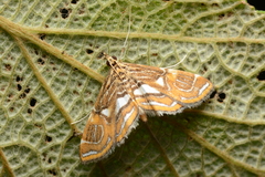 Paracymoriza cataclystalis