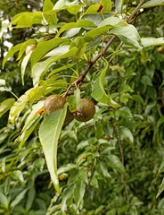 Pyrus pashia
