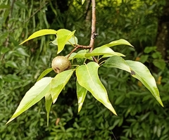 Pyrus pashia