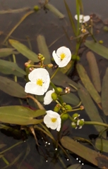 Sagittaria natans