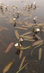 Sagittaria natans