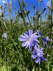 Cichorium intybus