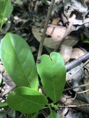 Emertonella taczanowskii