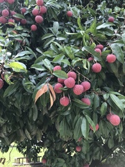 Litchi