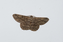 Hypomecis transcissa