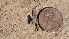 Acmispon argophyllus argophyllus