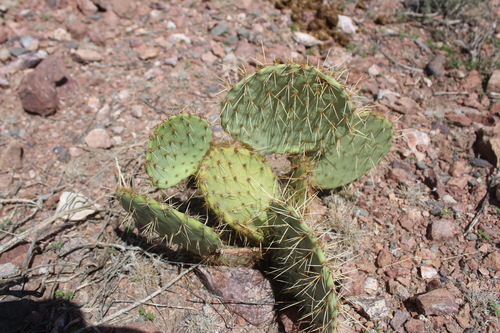 Brown-spined Pricklypear
