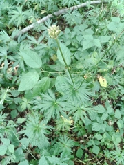 Trollius europaeus