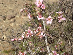 Prunus mongolica
