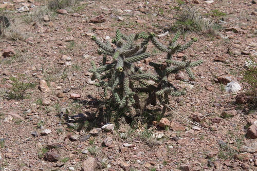 walkingstick cactus