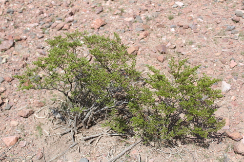 Creosote Bush
