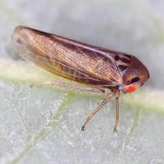 Macropsis infuscata